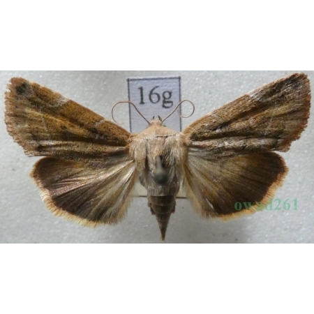 Cosmia affinis (Linnaeus, 1767) Czech16g